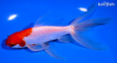 6.25" SARASA WAKIN GOLDFISH