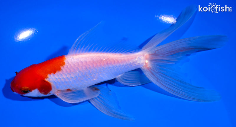 6.25" SARASA WAKIN GOLDFISH