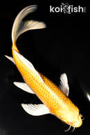 9.25" YAMABUKI OGON BUTTERFLY