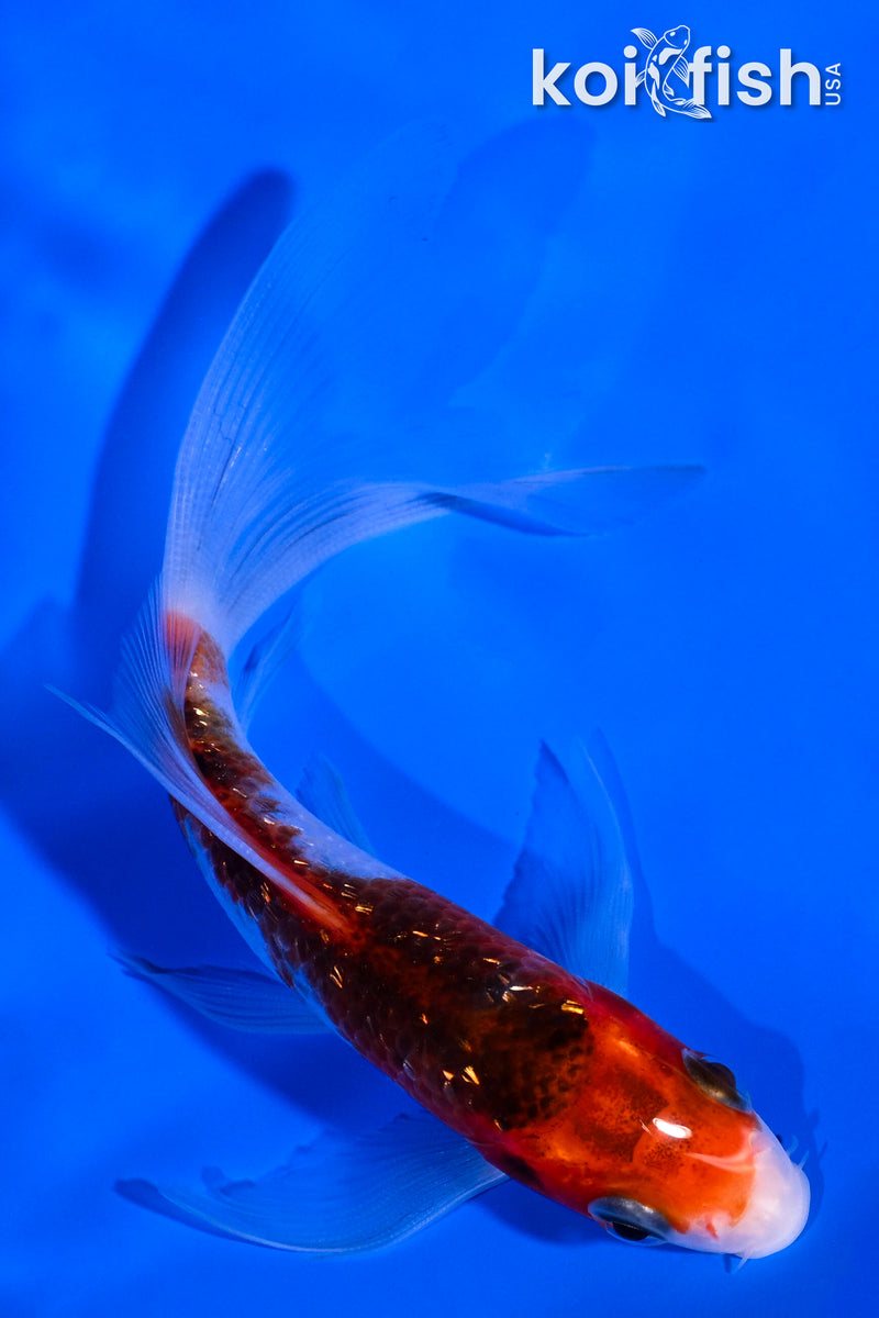 5" GINRIN GOROMO BUTTERFLY