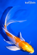 5.75" LEMON HARIWAKE BUTTERFLY