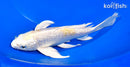 8" GINRIN HARIWAKE BUTTERFLY