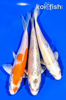 6.5 - 6.75" PACK OF (3) STANDARD KOI