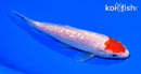 5.25" GINRIN KOHAKU