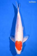 13.25" TANCHO KOHAKU