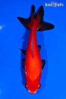 5.75" WAKIN GOLDFISH