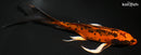 7.75" ORENJI MATSUBA BUTTERFLY