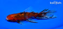 5.75" CALICO WATONAI GOLDFISH