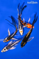 PACK OF (5) 4.25-4.5" BUTTERFLY KOI