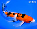 10" SANKE BUTTERFLY