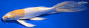 10" HARIWAKE BUTTERFLY