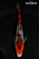 5" GOSHIKI
