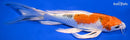 8" YAMATO NISHIKI BUTTERFLY
