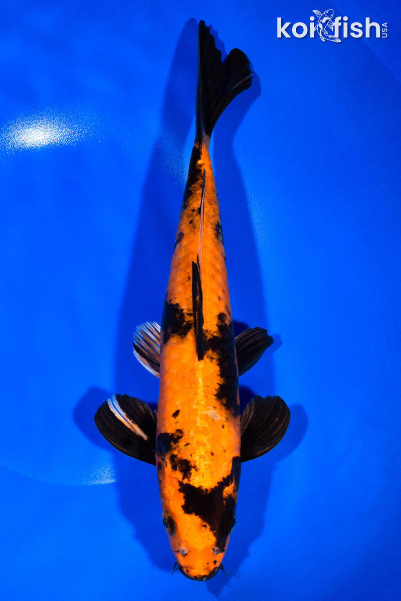11.25" HI UTSURI