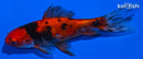 4.5" WAKIN GOLDFISH
