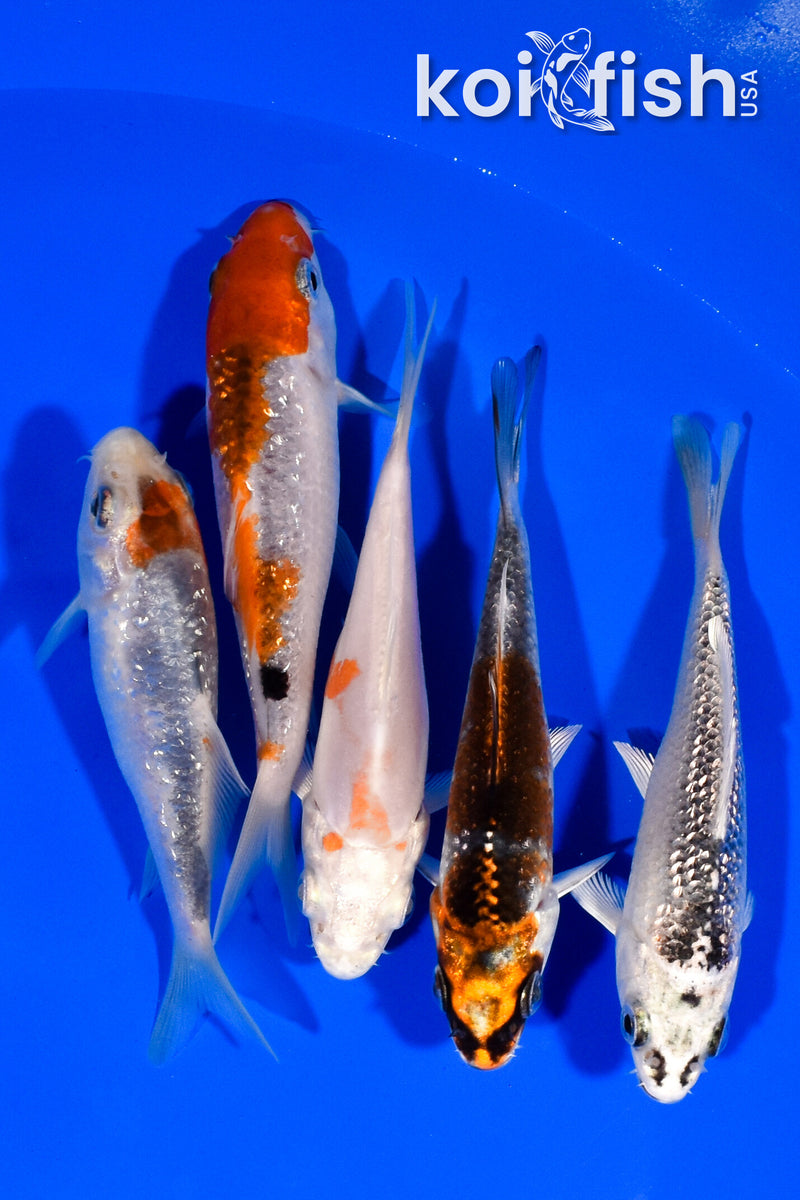 PACK OF (5) 3.5"- 4" STANDARD KOI