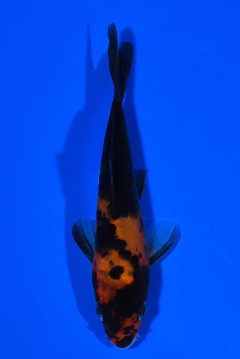 4.75" HI SHOWA