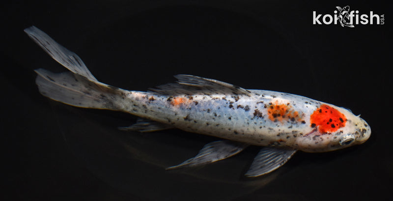 7.75" SHUBUNKIN GOLDFISH