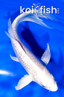 6" GINRIN PLATINUM OGON BUTTERFLY