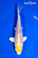 6" GINRIN LEMON HARIWAKE