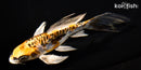 6" ARAGOKE BENI KIKOKURYU BUTTERFLY