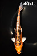 7.75" BENI KIKOKURYU