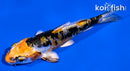 4" HEISEI NISHIKI