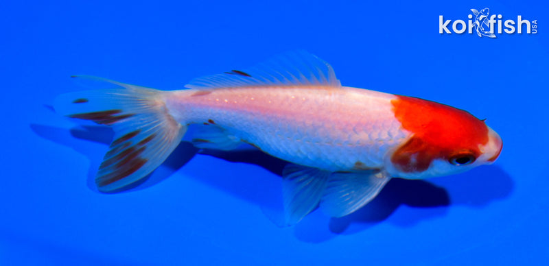 4.75" WAKIN GOLDFISH