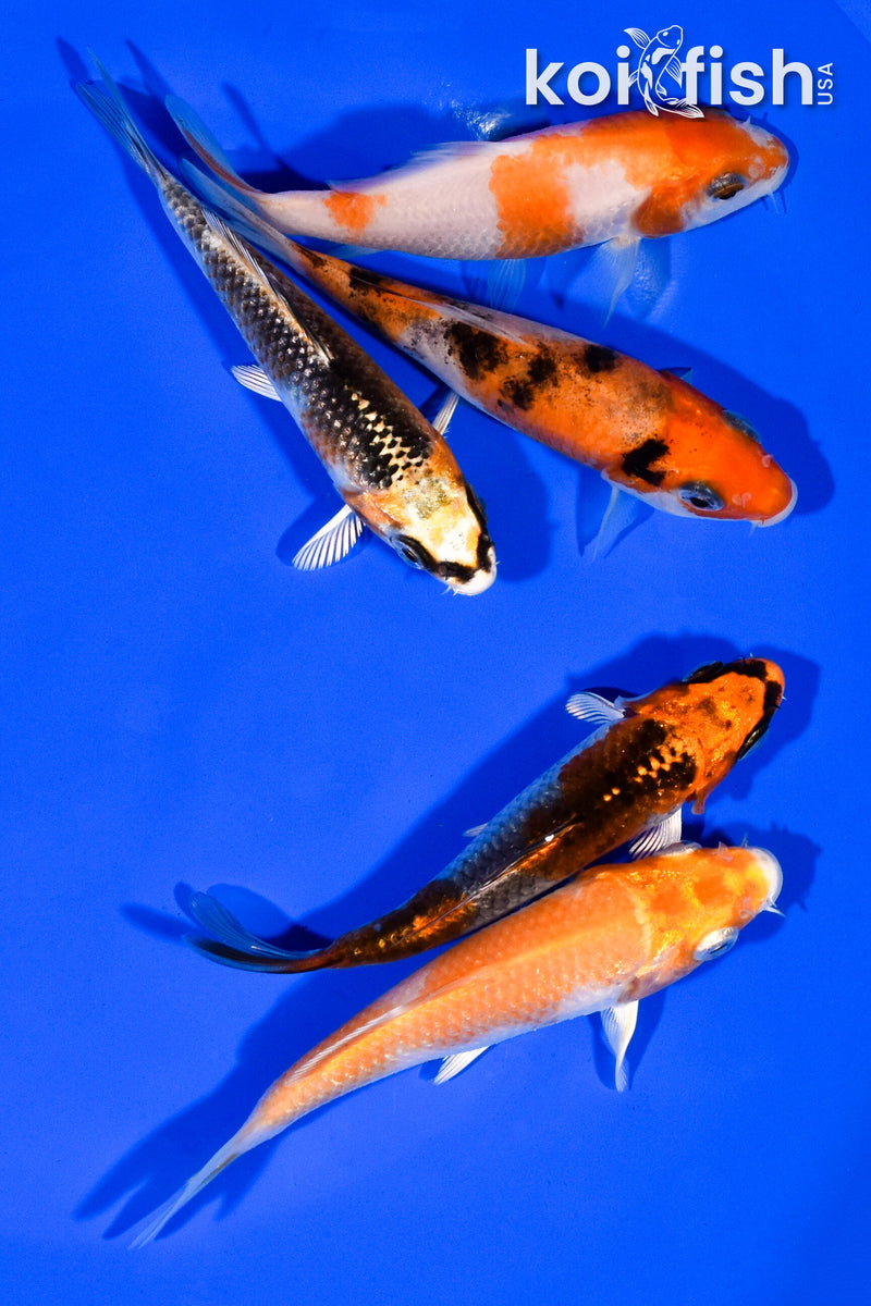 PACK OF (5) 3.75"- 4" STANDARD KOI