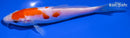 6.25" DOITSU KOHAKU