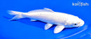 6.75" PLATINUM OGON