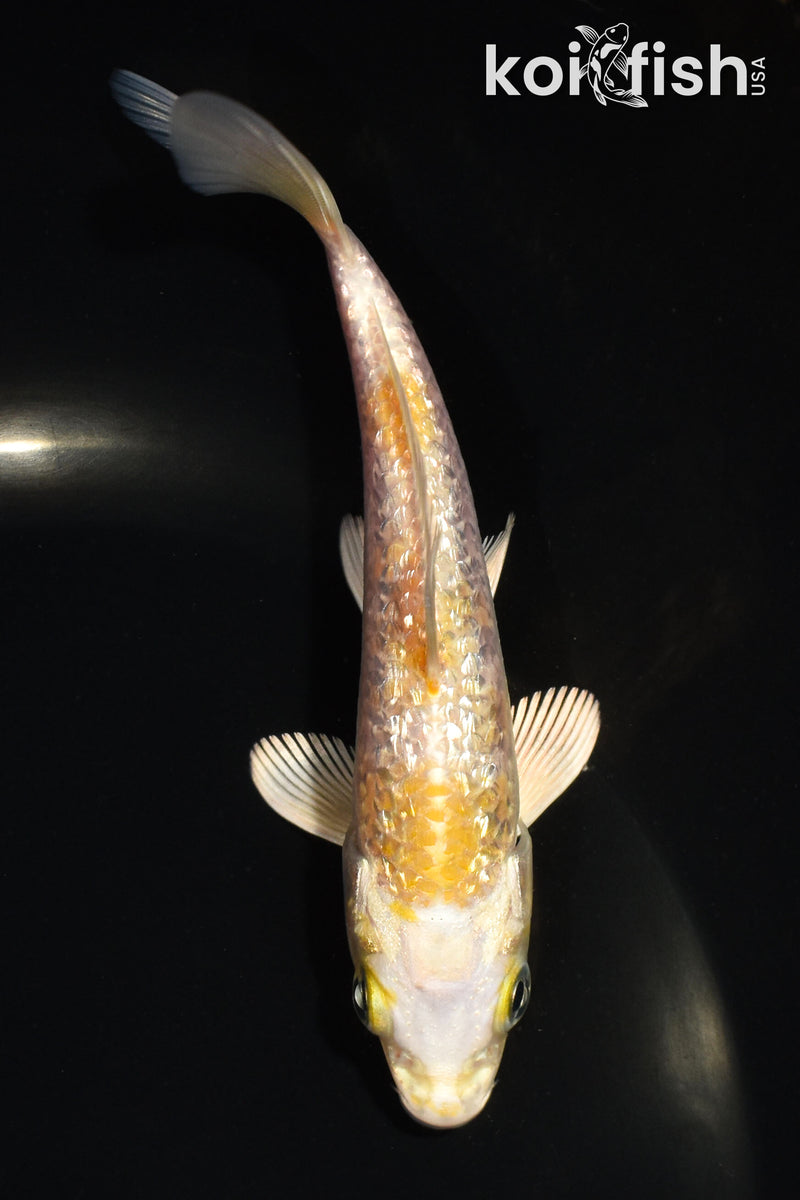 5" GINRIN HARIWAKE