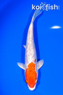 7.5" GINRIN HARIWAKE
