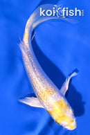 5.25" GINRIN LEMON HARIWAKE BUTTERFLY