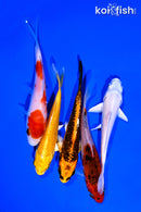 PACK OF (5) 4-5" STANDARD KOI