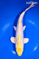 11.5" GINRIN LEMON HARIWAKE