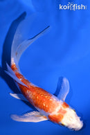 4.75" GINRIN HARIWAKE BUTTERFLY