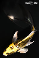 5" ARAGOKE KIN KIKOKURYU BUTTERFLY