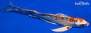 10.25" KUJAKU BUTTERFLY