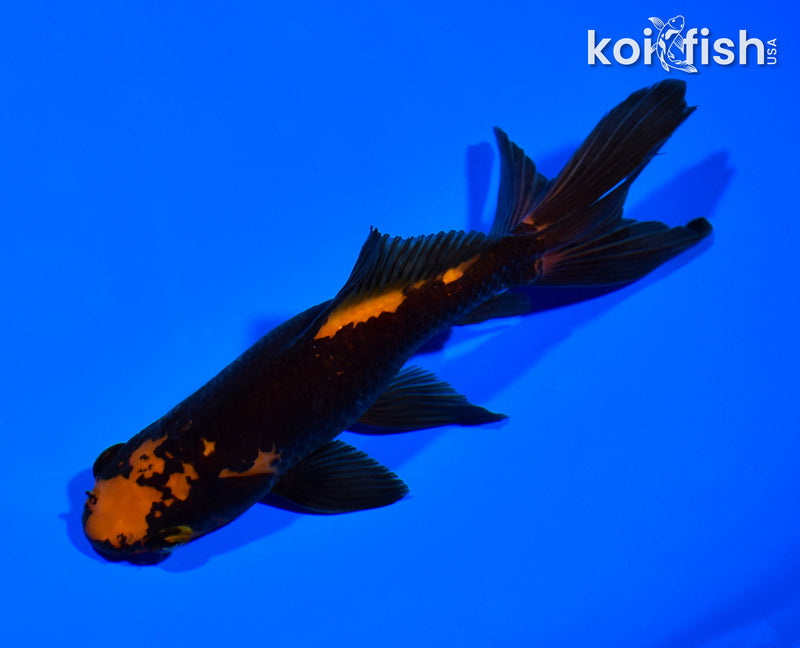 6" WATONAI GOLDFISH
