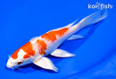 8.25" HARIWAKE BUTTERFLY