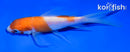4.5" KOHAKU BUTTERFLY