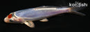 4.5" TANCHO BENI KIKOKURYU