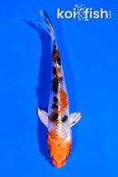 4" YAMATO NISHIKI