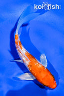 4.5" GINRIN HARIWAKE BUTTERFLY