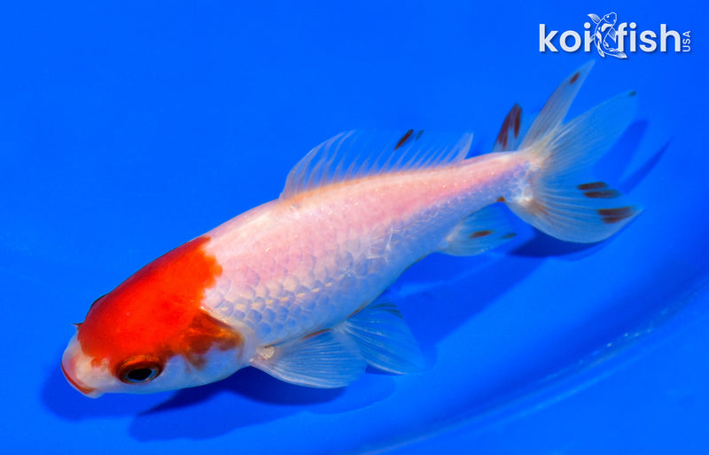 4.75" WAKIN GOLDFISH