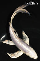 6.5" DOITSU PLATINUM OGON BUTTERFLY