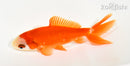 4" WAKIN GOLDFISH