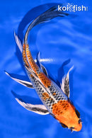 7.25" KUJAKU BUTTERFLY