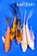 PACK OF (5) 4.75-5.25" BUTTERFLY KOI